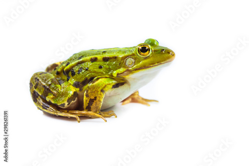 Photographie Male green Frog on white