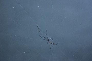 Spider