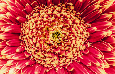 closeup of red flower