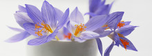 Bouquet Of Delicate Violet Crocuses With Yellow Stamens. Panorama