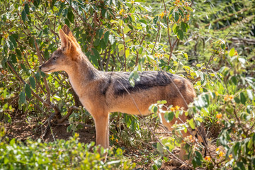 Wall Mural - black-backed jackal (canis mesomelas) standing in the bush looking at the prey, madikwe game reserve