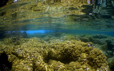 coral reef caribbean sea venezuela