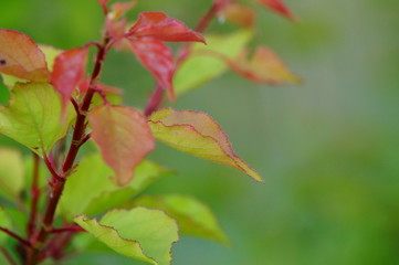 Sticker - autumn leaves on green background