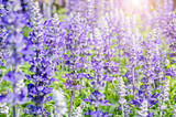 Fototapeta Lawenda - lavender flowers.