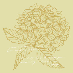 Wall Mural - Hydrangea graphic illustration in vintage style. Flowers drawing and sketch with line-art on white backgrounds. Botanical plant illustration