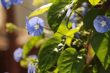 Wall Mural - bunch of blue flowers in garden