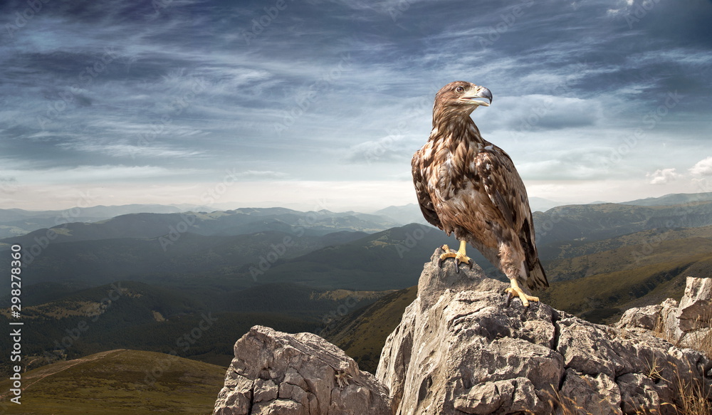 an eagle sits on a stone in the mountains - obrazy, fototapety, plakaty 