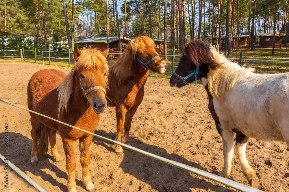 Small horses on the paddock, sominy, Pomerania, Poland. - obrazy, fototapety, plakaty 