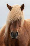 Flock of Island ponies with flying mane on a pasture in northern Iceland