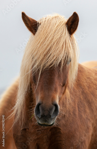 Fotomural Flock of Island ponies with flying mane on a pasture in northern Iceland