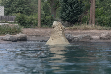 Canvas Print - Polar bear at Buffalo Zoo