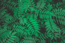 Many Green Leaves Top View Background