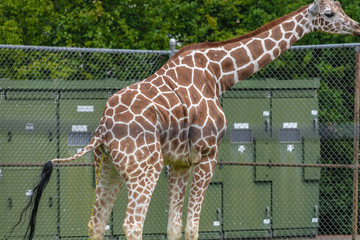 Giraffe at Buffalo Zoo