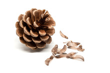 Dry Pine Cone With Seeds Around It Isolated On White Background
