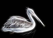 Fractal Image Of A White Pelican On A Contrasting Black Background