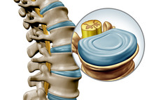 Human Spine Disk Anatomy