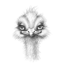 Hand Drawn Little Ostrich  Cartoon Portrait