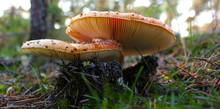 A Pair Of Poisonous Mushrooms Amanita Muscaria In The Autumn Forest