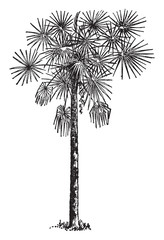 Wall Mural - Palmetto vintage illustration.