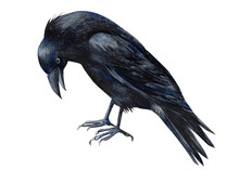 Halloween, Black Raven On An Isolated White Background, Watercolor Illustration, Clipart