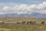 Fototapeta Konie - Wild Horses in the Utah Desert in Spring