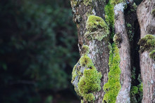 Beautiful Bright Green Moss Grown Up Cover The Rough Tree Branch In The Tropical Evergreen Forest Denote Fertility. Trunk Full Of The Moss Texture In Nature For Wallpaper. Soft Focus.