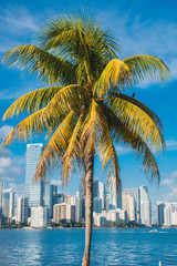 Poster - Miami Palmtree