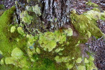 Wall Mural - Beautiful Bright Green moss grown up cover the rough under stump the tree branch in the tropical evergreen forest denote fertility. trunk full of the moss texture in nature for wallpaper. soft focus.