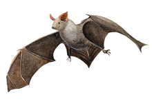 Halloween Postcard, Bat Raven Watercolor Illustration, Clipart