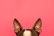 Top of the head of a dog with large black ears Breed Boston Terrier on a pink background. Creative.