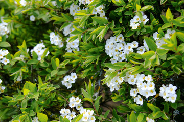 Wall Mural - Garden hedge seen with springtime white flowers which provide nectar for summer bees.