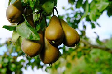 Ripe pear fruit seen hanging from a pear tree in an English orchard.