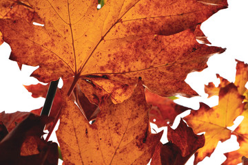 Wall Mural - autumn leaf texture background
