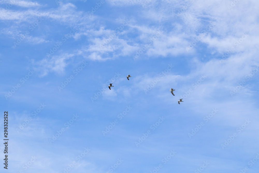 Aves volando en el cielo azulado con nubes. Stock Photo | Adobe Stock
