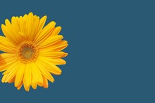 Yellow Flower On Blue Background