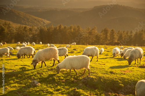 Fotomural Sheeps eating grass in the mountains in the basque country