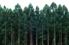 Eucalyptus Forest Isolated On White Background.