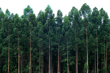 eucalyptus forest isolated on white background.