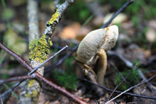 View Of Leccinum Pseudoscabrum Mushroom