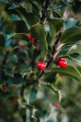 Wall Mural - Rote Beeren