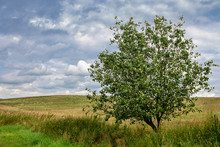 Drzewo Pole Lato Wieś