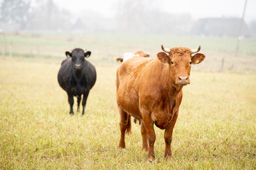 cows grazing in the meadow