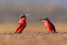Beautiful Red Bird - Southern Carmine Bee-eater - Merops Nubicus Nubicoides Flying And Sitting On Their Nesting Colony In Mana Pools Zimbabwe, Africa