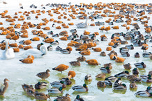 Colony Of Wintering Ducks And Geese