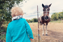 Little Boy Watching A Horse