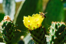 Opuntia Ficus-indica, Commonly Known As, Among Others, Prickly Pear, Fig Tree, Palera, Prickly Pear, Prickly Pear