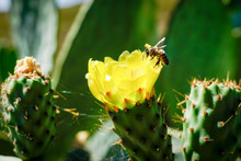 Opuntia Ficus-indica, Commonly Known As, Among Others, Prickly Pear, Fig Tree, Palera, Prickly Pear, Prickly Pear