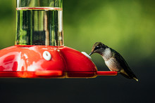 Hummingbird At The Feeder