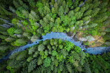 Pine Forest And A River From Above At Vancouver Island, Canada
