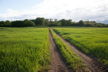 Tractor Track Through The Middle Of A Green Grass Field With Forest